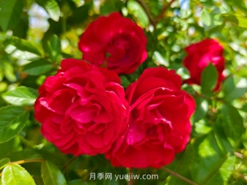 月季红木香爆花机器，花艳丽花量大花期长
